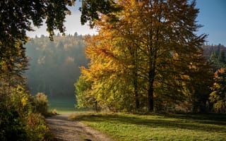 Картинка дорога, осень, природа, лес, парк