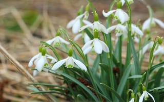 Картинка white, flower, snowdrops, blooming