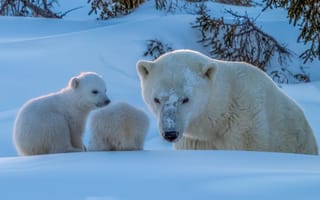 Картинка зима, снег, Полярные медведи, детёныши, Белые медведи, медвежата, медведица