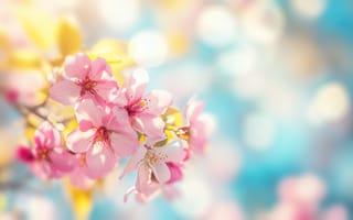 Картинка цветы, весна, blossom, цветение, beautiful, flowers, spring, pink