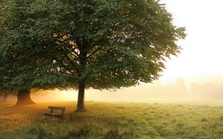 Картинка утро, деревья, осень, луг, парк, скамейка, туман, ранняя