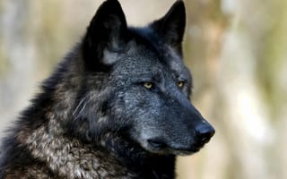 Картинка predator, wolf, portrait, Canis lupus, face