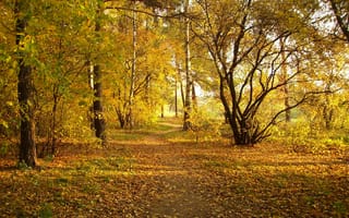 Картинка осень, парк, Природа