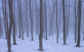Картинка снег, деревья, Самара, весна, Россия, природа, туман, Stan