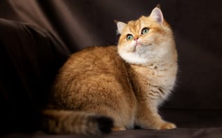 Картинка кошка, взгляд, Британская золотая шиншилла, зелёные глаза, Юлия Зубкова