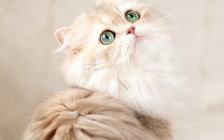 Картинка кошка, взгляд, Юлия Зубкова, пушистая, Британская длинношёрстная кошка, зелёные глаза, мордочка
