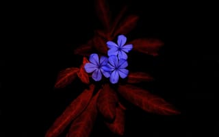 Картинка flowers, leaves, pomegranate, plumbago