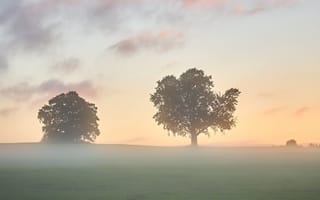 Картинка поле, деревья, пейзаж, роса, рассвет, туман, утро