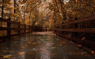 Картинка осень, лес, листья, природа, дождь, лужа, мост, капли