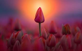 Картинка закат, тюльпаны, красные, бутоны