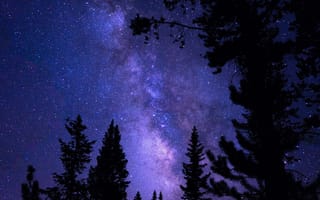 Картинка небо, деревья, природа, США, звёзды, USA, силуэты, ночь