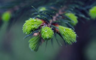Картинка spring, spruce, twig