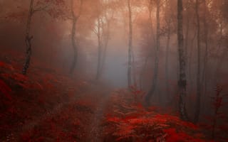 Картинка утро, лес, осень, красные, дорога, Природа, туман, берёза, листья, тропа, деревья