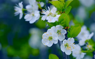 Картинка white, flower, spring, twig