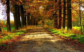 Обои парк, лес, природа, park, trees, forest, road, colorful, path, colors, autumn, осень, листья, fall, дорога, leaves, walk, nature, деревья