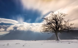 Картинка туман, дерево, горы, снег