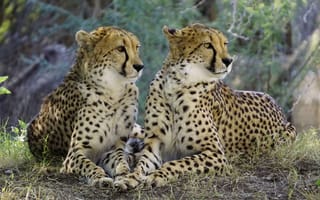 Картинка animals, wildlife, big cat, cheetahs_
