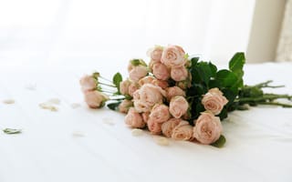 Картинка розы, розовые, бутоны