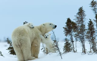 Картинка bear, sky, with, trees, field, blue, snow