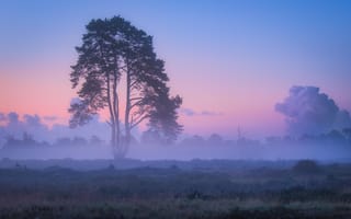 Картинка деревья, природа, рассвет, туман