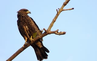 Картинка eagle, falcon, bir