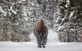 Картинка winter, Bison, Wild ad furry, animal
