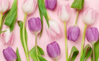 Картинка цветы, букет, pink, тюльпаны, flowers, tulips, розовый