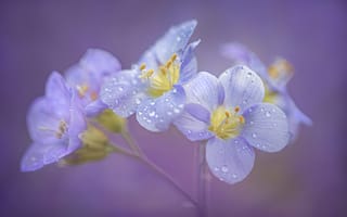 Картинка капли, макро, лепестки, Синюха