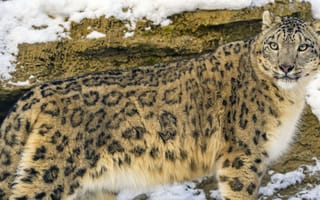 Картинка cat, predator, snow eopard, big cat