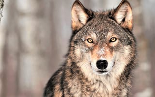 Картинка nature, face, wolf, fur, wildlife, animal, head, mammal