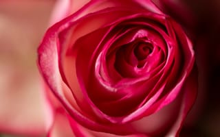 Картинка цветок, солнце, розовый, роза