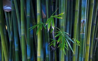 Обои бамбук, стволы, растение