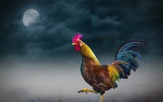 Картинка animal, farm, rooster