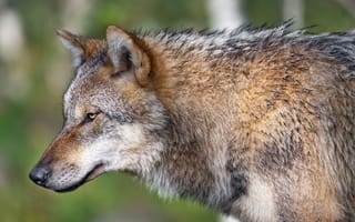 Картинка nature, face, head, wolf, fur, animal, wildlife, mammal