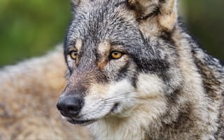 Картинка nature, face, wildlife, mammal, head, animal, fur, wolf