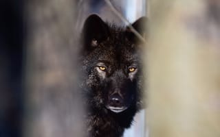 Картинка nature, face, wolf, fur, mammal, head, wildlife, animal