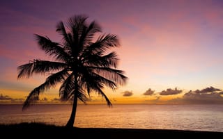 Обои дерево, пляж, силуэт, песок, вода, закат, небо, море, пальма, природа