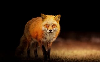 Картинка predator, portrait, Red fox