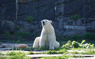 Картинка predator, polar bear, White