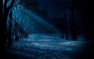 Картинка dark, forest, shining, moonlight, night, blue
