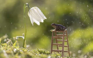 Картинка цветок, дождь, лягушка, Татьяна Феденкова, Рябчик шахматный белый, лестница