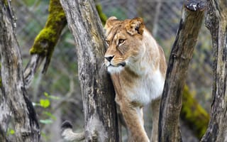 Картинка lion, predator, liones, big cat, animal
