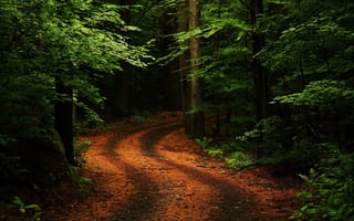 Картинка лес, деревья, растения, пейзаж, природа, landscape, forest, trees