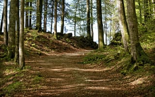 Картинка лес, небо, forest, деревья, пейзаж, растения, природа, sky