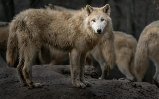Картинка nature, face, mammal, fur, head, wolf, animal, wildlife