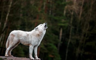 Картинка nature, face, head, wildlife, fur, animal, wolf, mammal