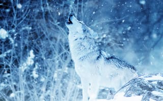 Картинка nature, predator, wolf, animal, wildlife, face, Canis lupus, portrait