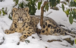 Картинка snow leopard, predator, animal, big cat