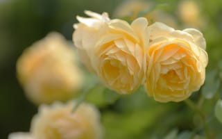 Картинка розы, жёлтые, боке