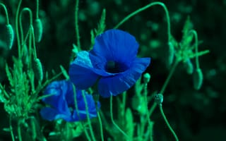 Картинка flower, spring, poppy